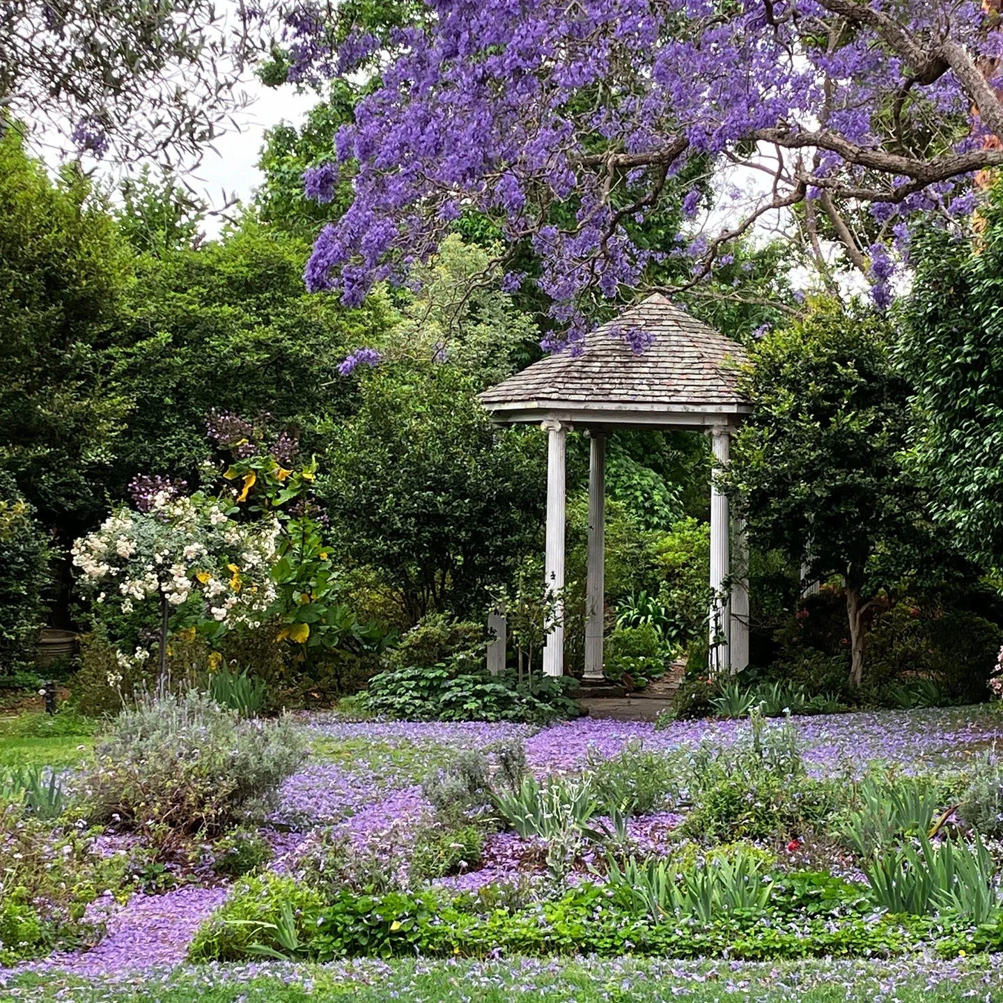 We love these purple blooms! This jacaranda by the temple is stunning, as is the lavender carpet on the front lawn.

Speaking of jacarandas, don't forget to grab your tickets to our 'Jacaranda Jazz' event this Sunday 10 November. 

Be entertained by 