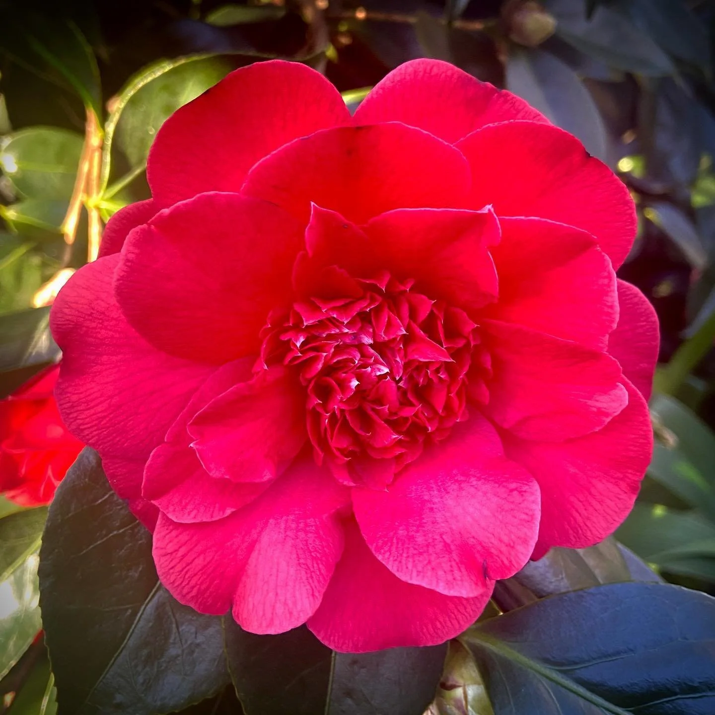 Mariana Camellia.jpg