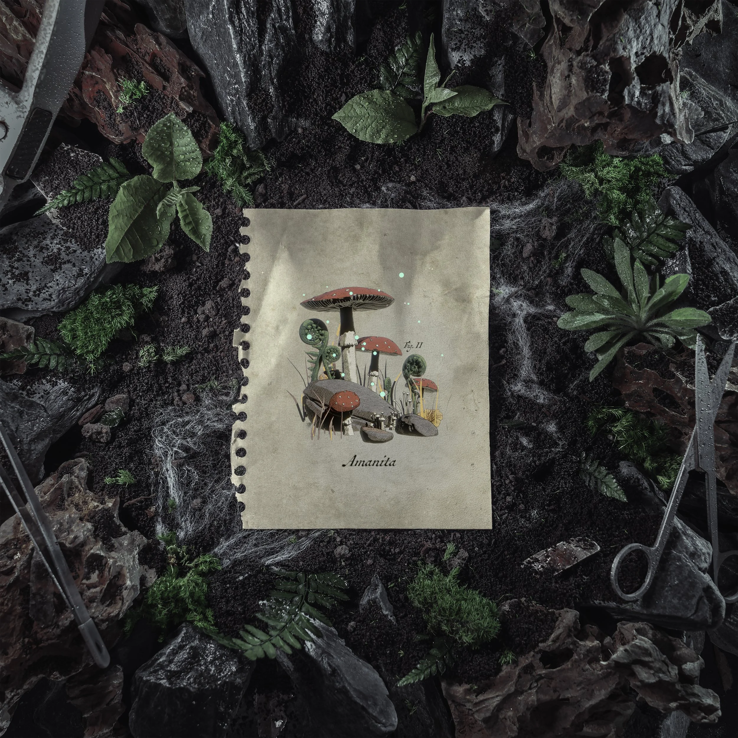 OF THE TREES - 'Amanita'