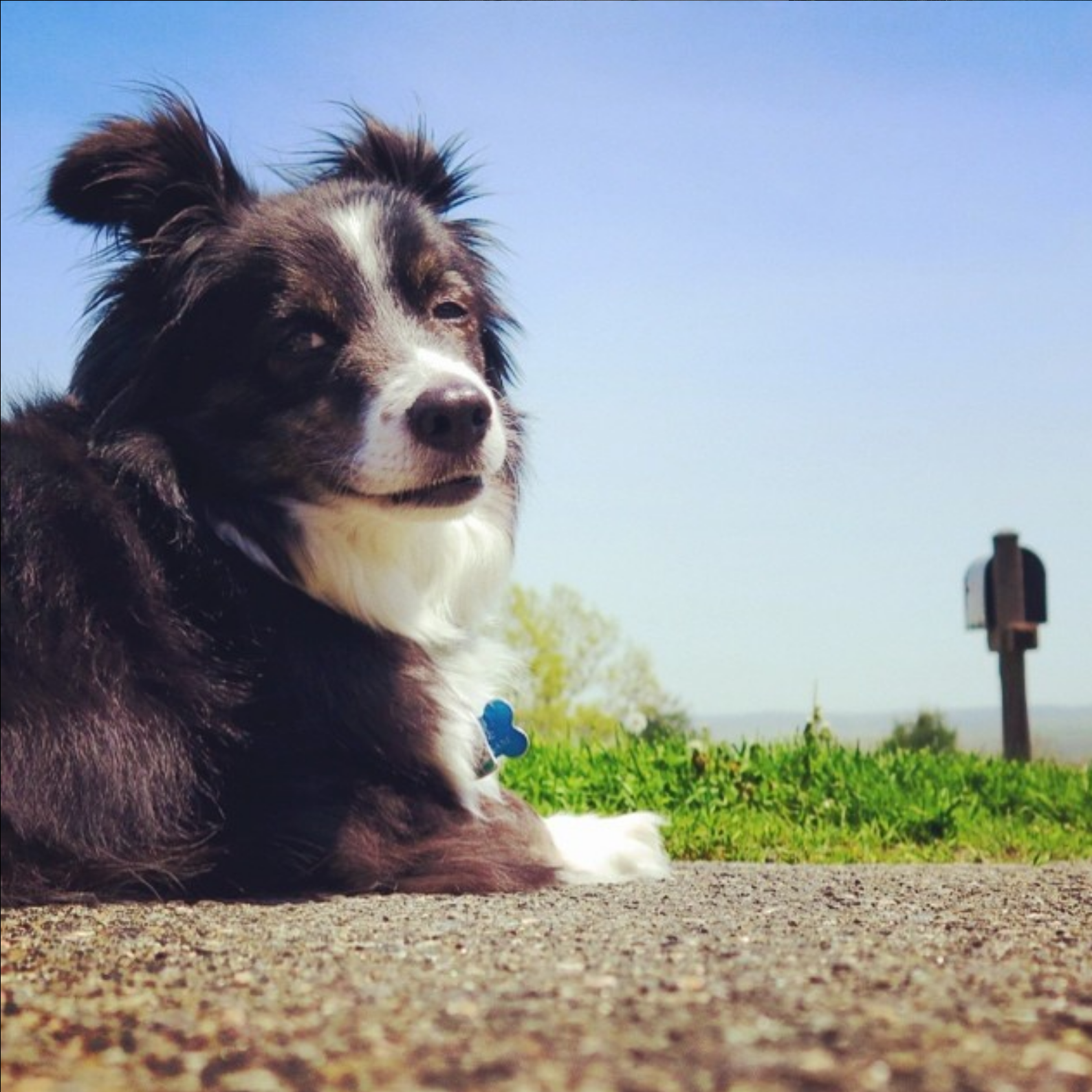 An Ode to a Street Dog
