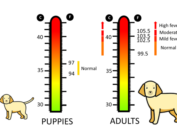 Dog Walk Temperature Chart 7 Shocking Secrets — Amenify