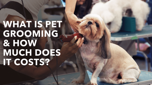 What is Pet Grooming & How Much Does It Cost? — Amenify