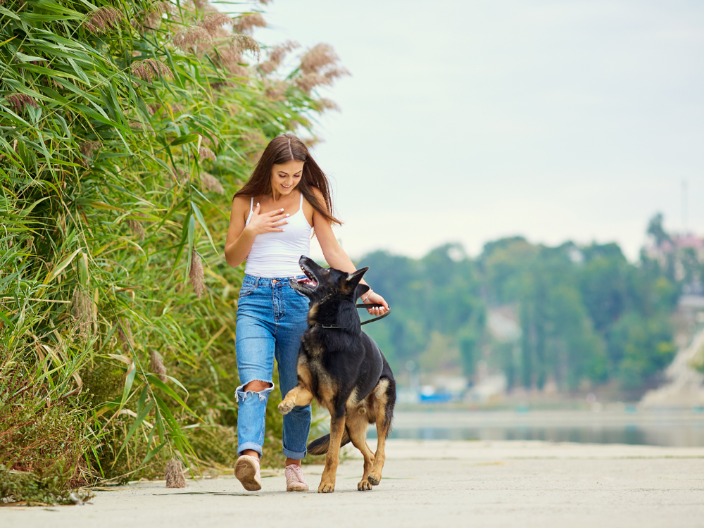 Dog Walk Temperature Chart 7 Shocking Secrets — Amenify