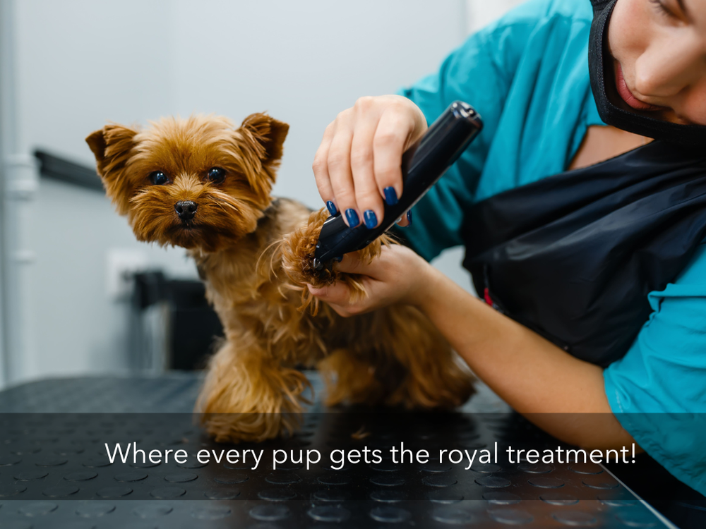 How Much Does Dog Grooming Cost? — Amenify