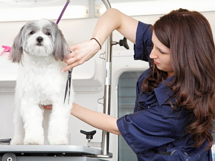 How Much Does Dog Grooming Cost? — Amenify - Pet Grooming Services Cost