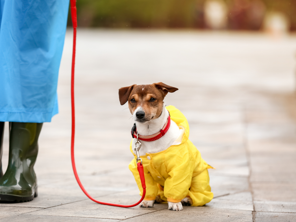 Can I Walk My Dog in 80 Degree Weather Safely?