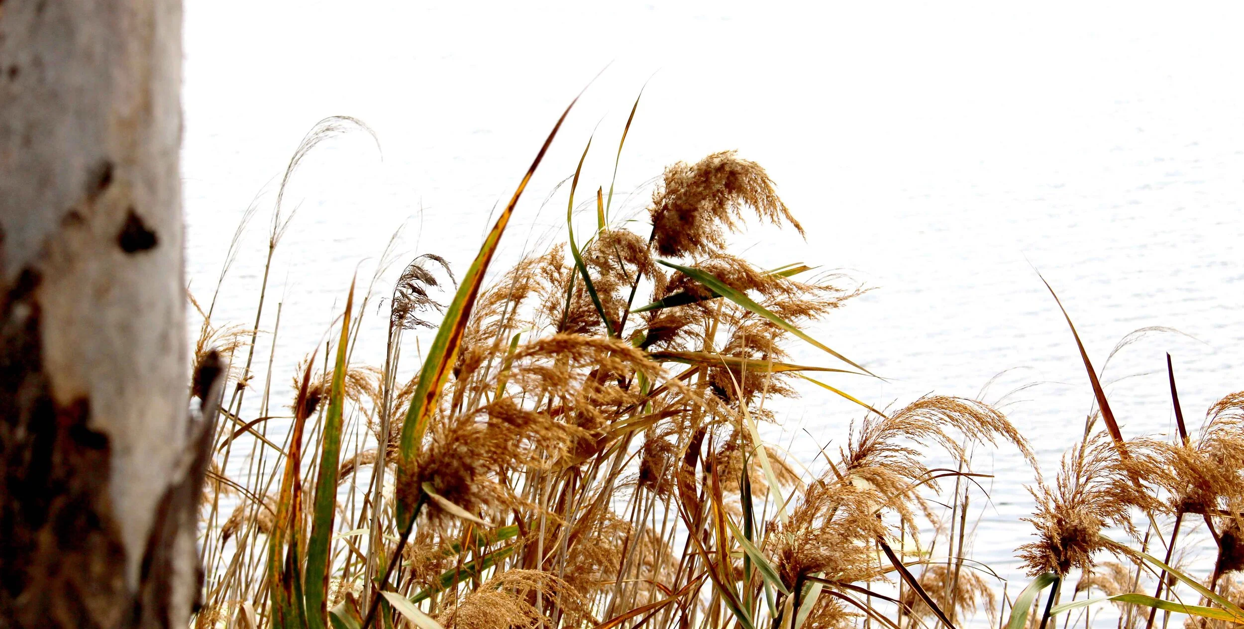 Land For Sale — The Ridge on Branyan