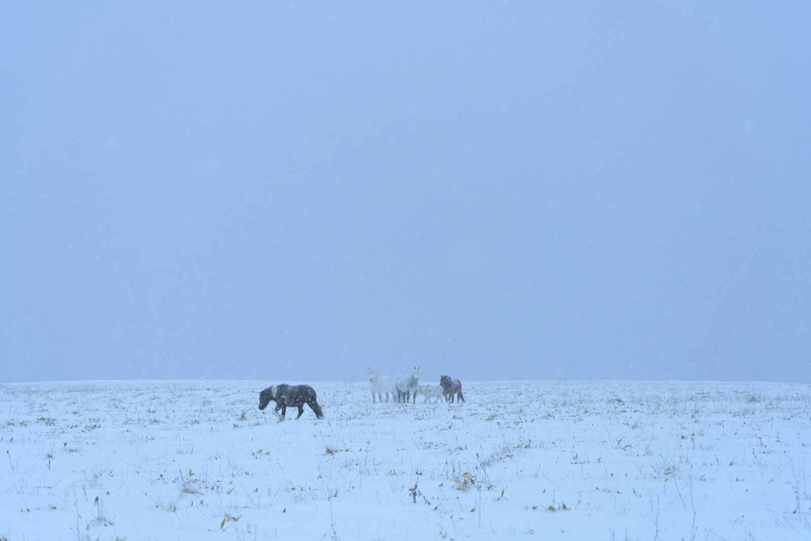 Yururi_Horses_A_NZ70576.jpg