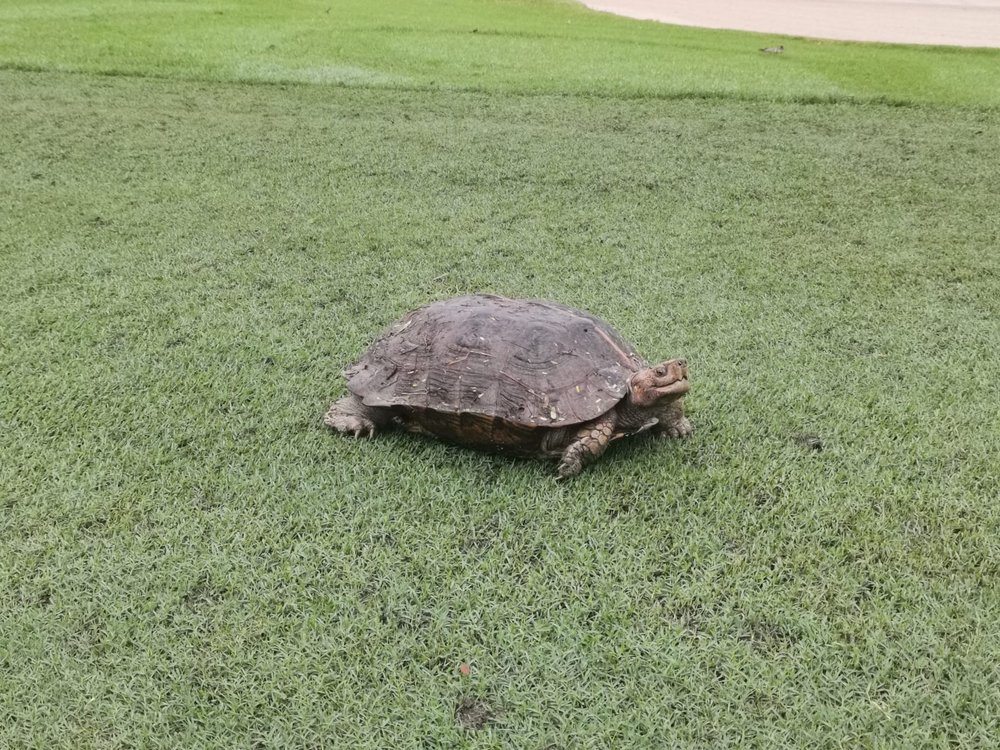  He had to be asked to move off the fairway on account of slow play. 