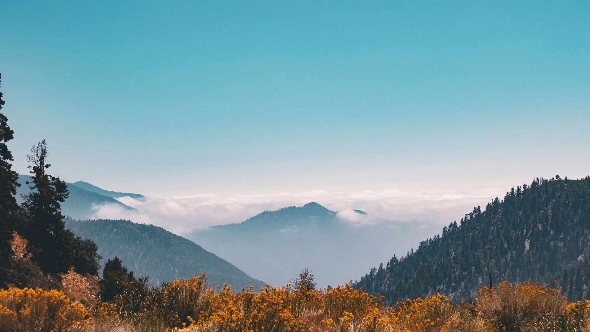 mountainview with blue sky and orange trees