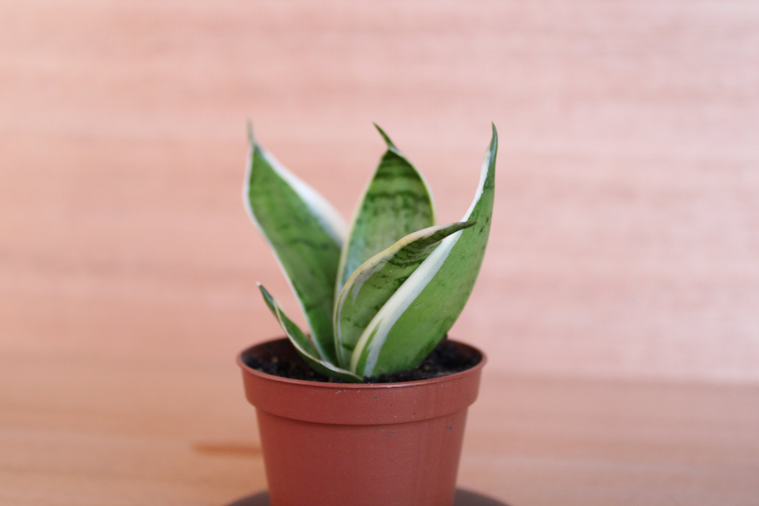 Mini sansevieria night owl — Plants by Cai