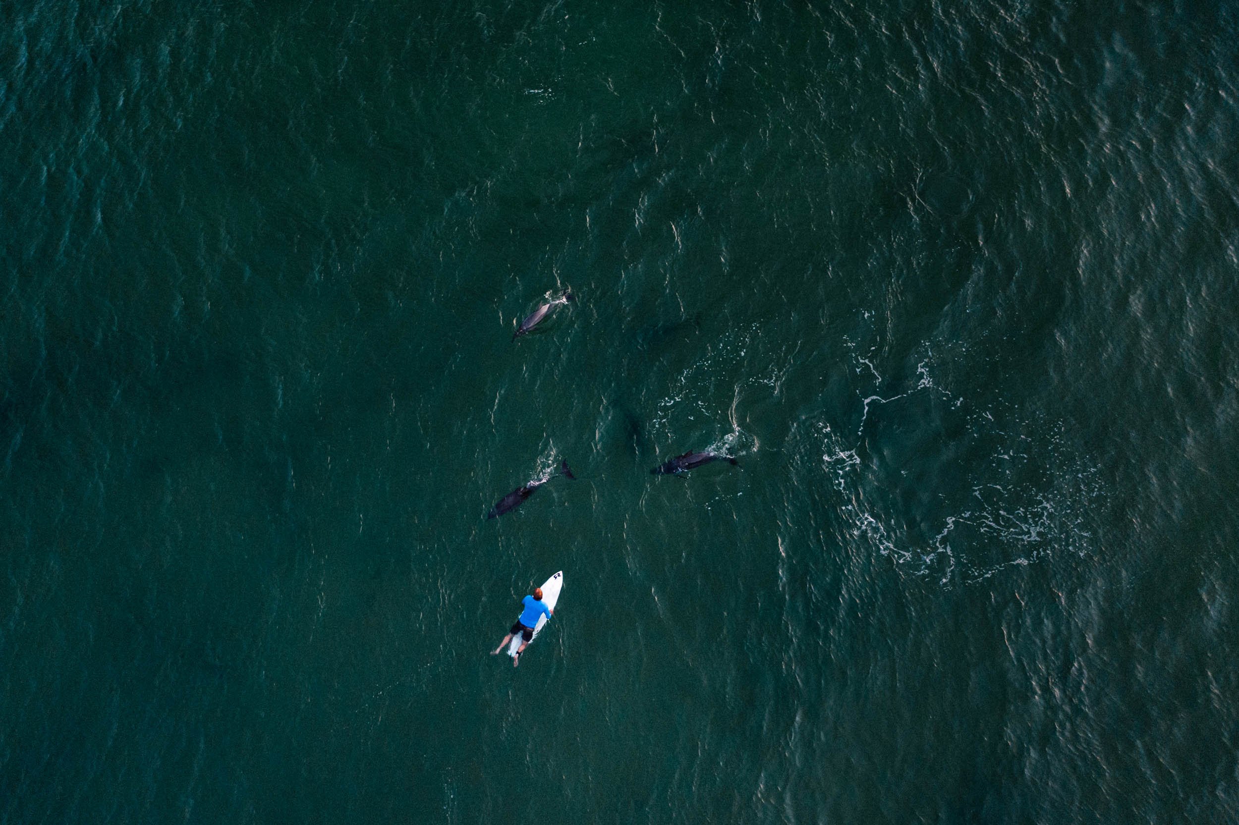 Surfing with Dolphins