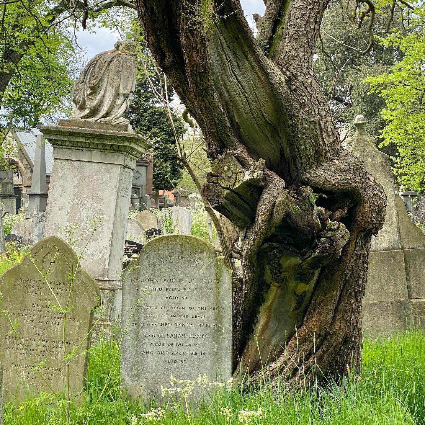 Character tree,
Kendal Green

#kensalgreen #kensalgreencemetery #northwestlondon #cemetery #memorials #gravemarkers #stonecarving #treeface #treecharacter #treeportrait