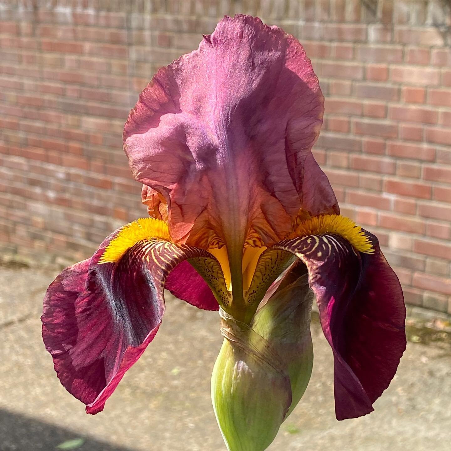 Irises in local gardens

#irises #harlesden #northwestlondon #kensalrise #springflowers #frontgardens #petals #colour #abstractflower #fleurdelis