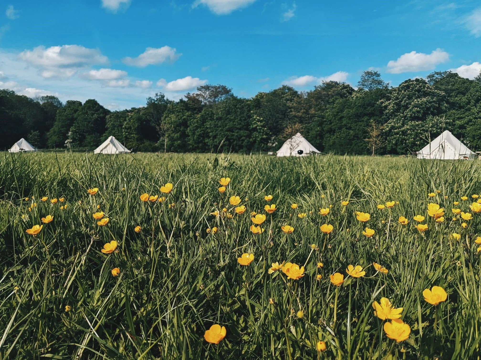 Summer Newsletter