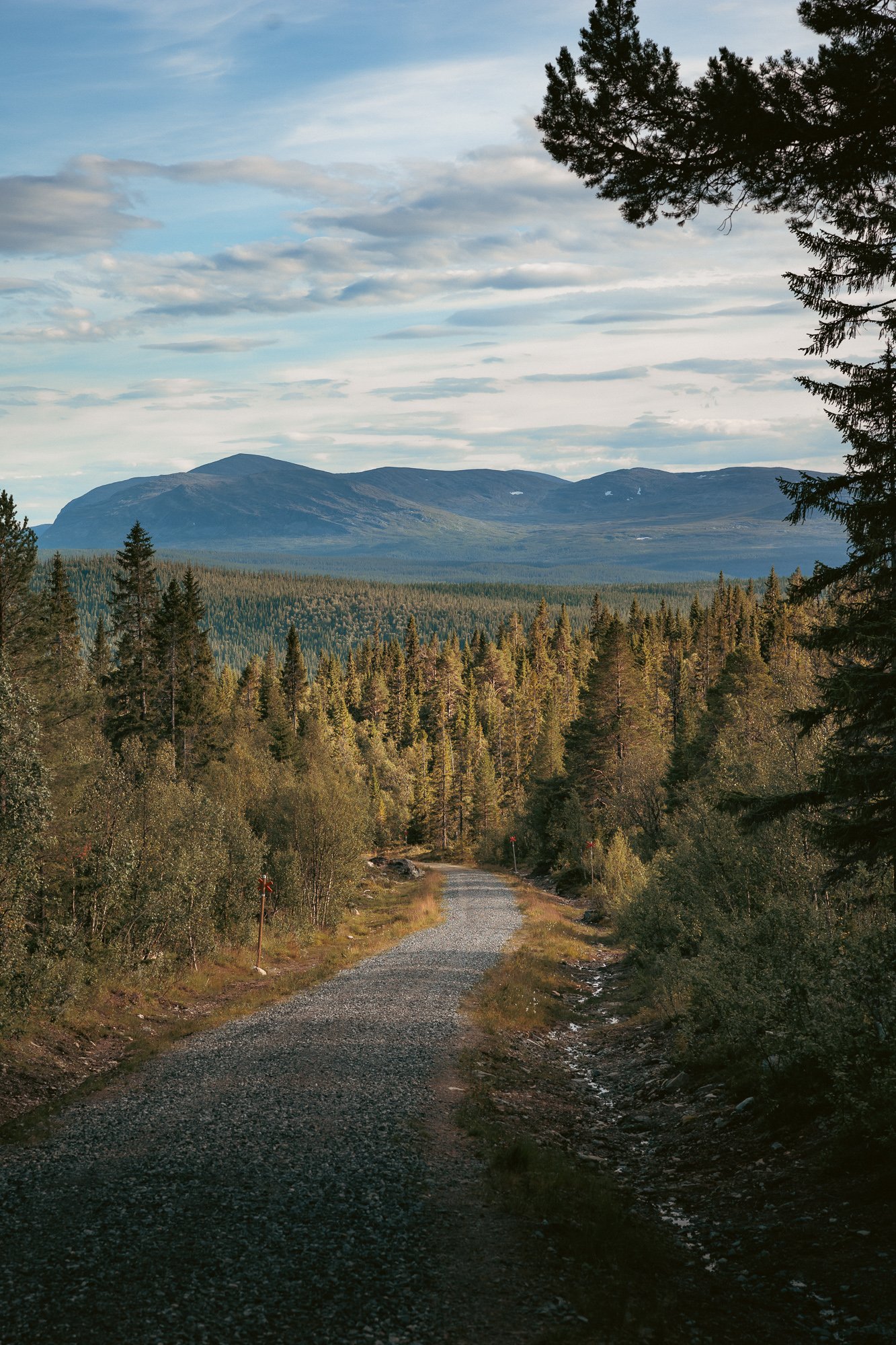 En grusväg som slingrar sig genom en skog med barrträd, omgiven av gröna träd och buskar, med berg i bakgrunden och en blå himmel med moln.