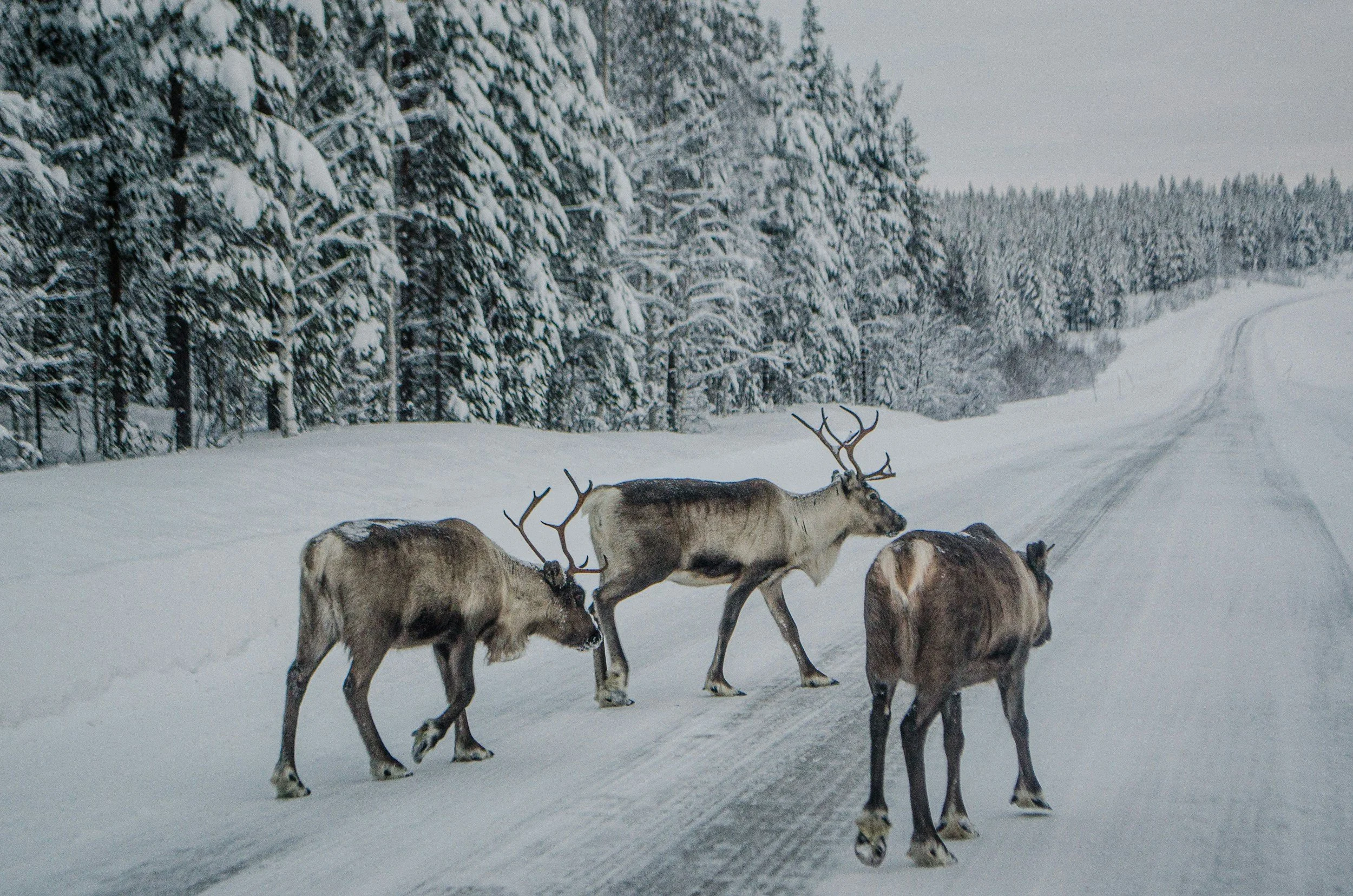 Tre renar går över en snöig landsväg, omgiven av snötäckta träd och dimmigt väder.