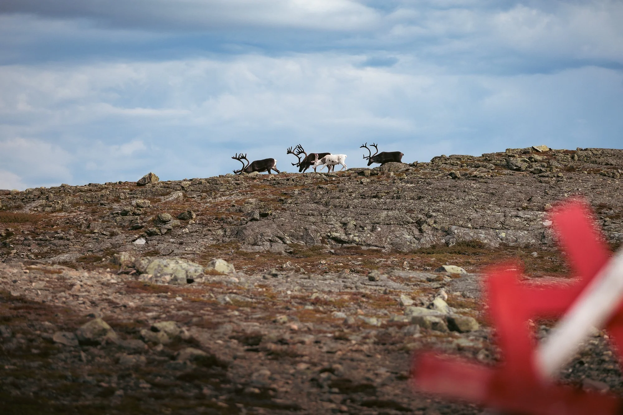 Flera renar med olika färger på hornen vandrar över en bergsterrass i fjällen med en blå himmel och moln i bakgrunden.