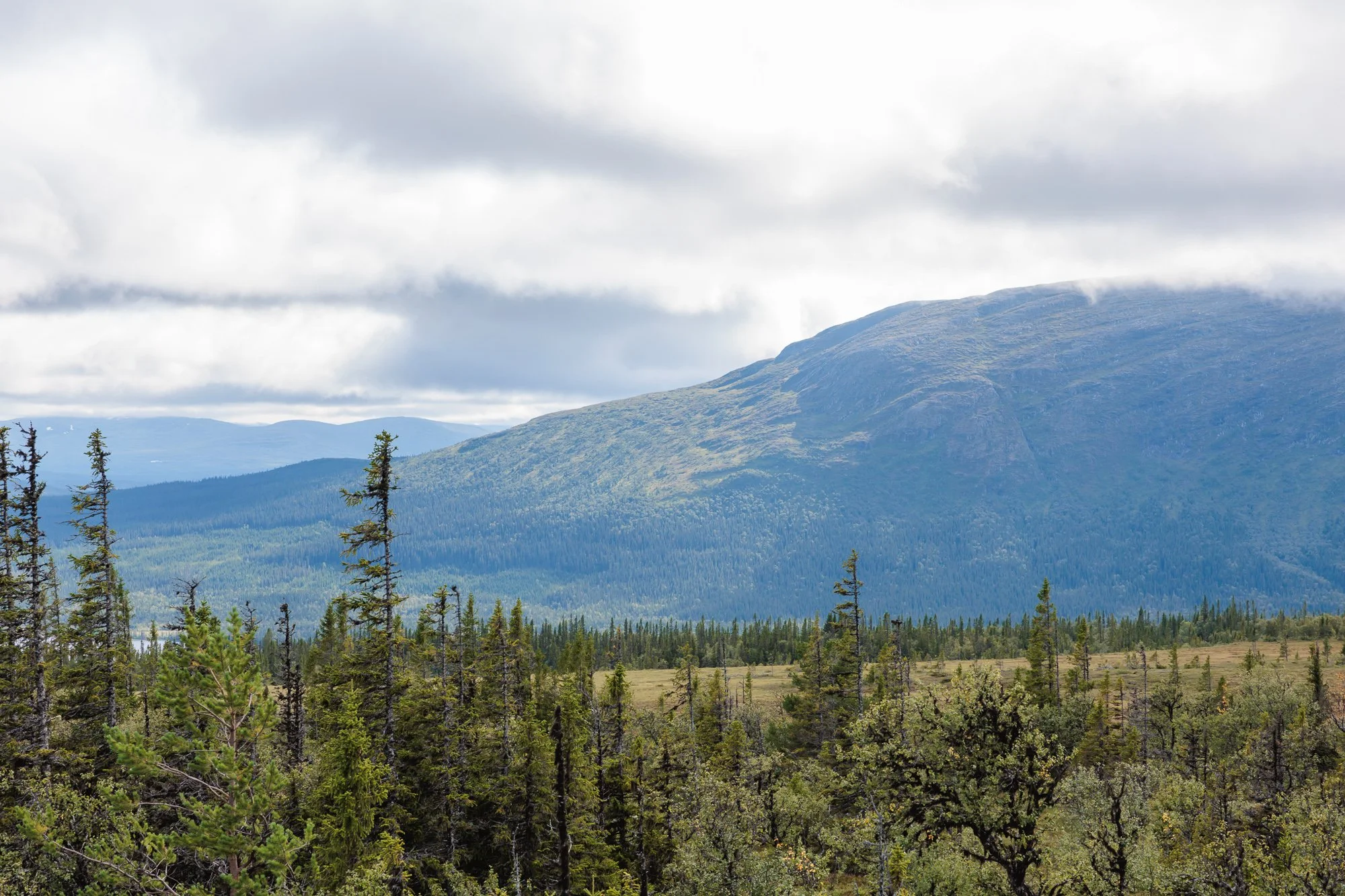Landskapsbild av skog, fält och bergen under molnig himmel.