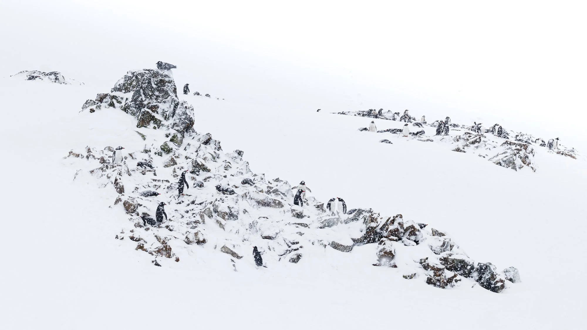 GENTOOS IN WINTER LANDSCAPE . Peterman Island