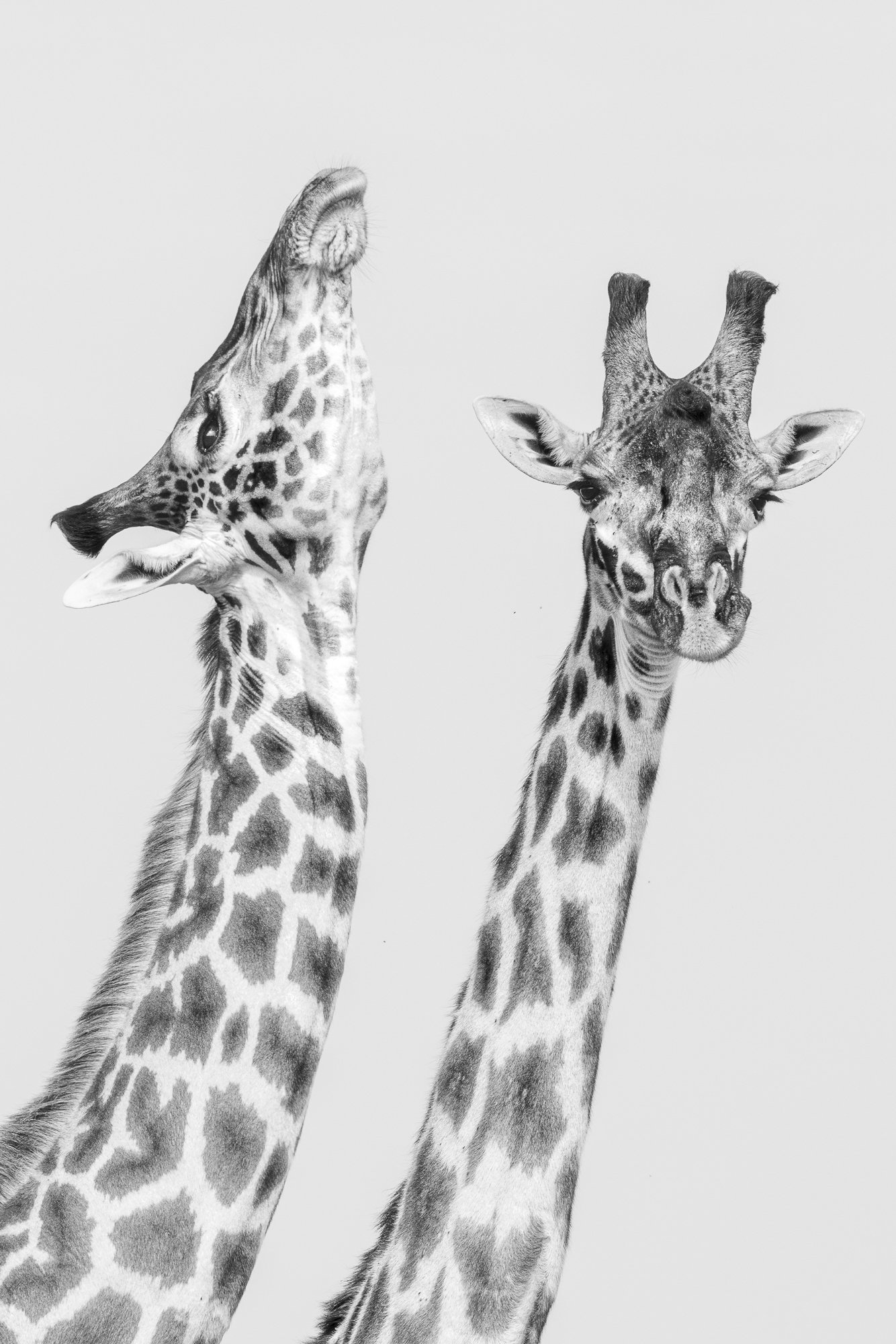 Image of Two Giraffe bulls "necking"