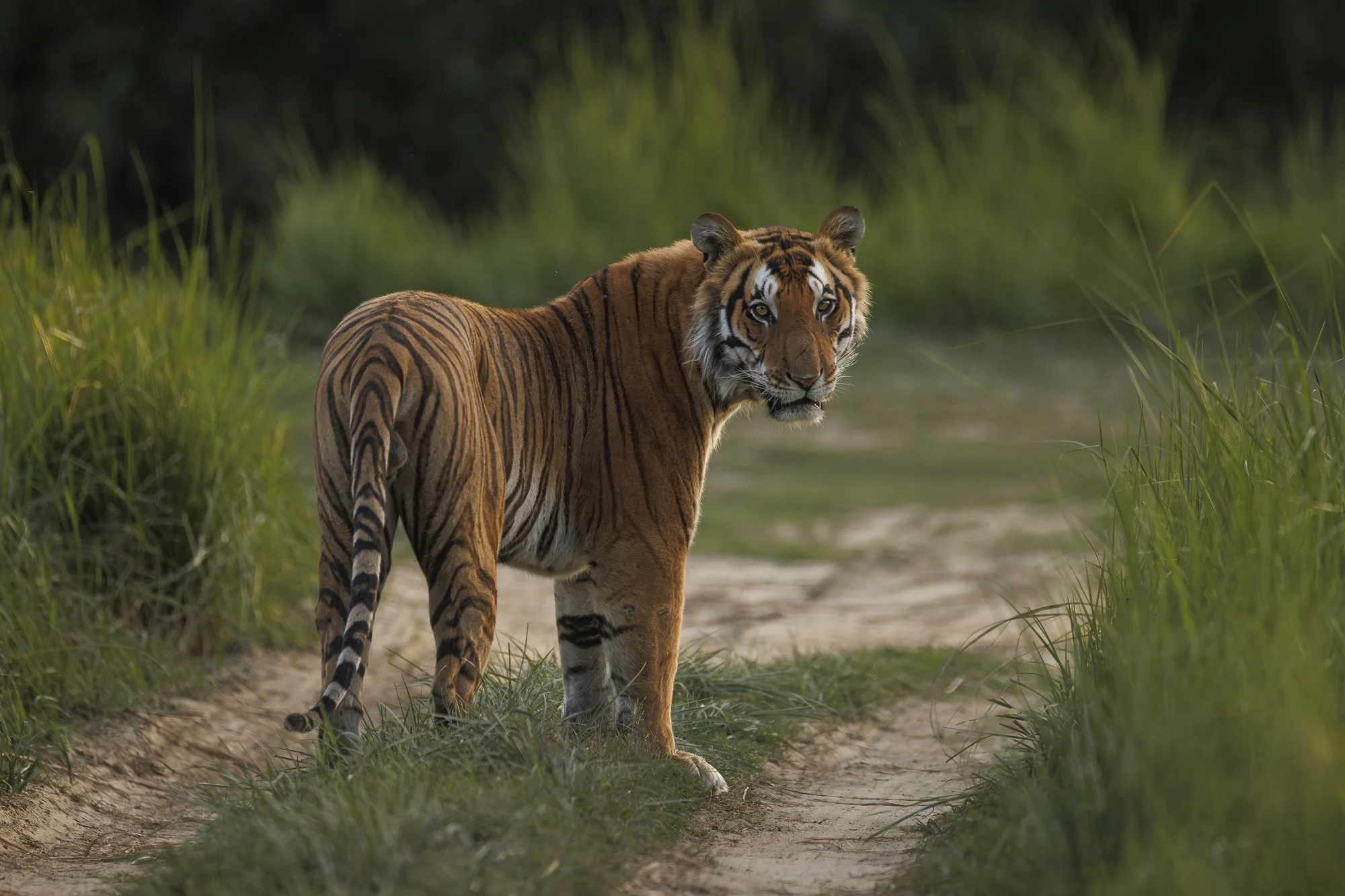 WITH ONE LOOK •  Dudhwa