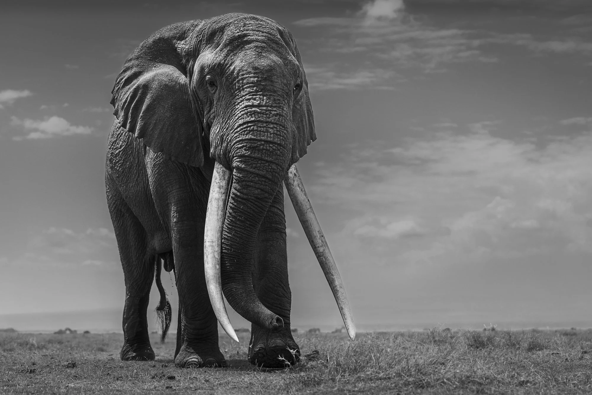 Michael and his incredible tusks