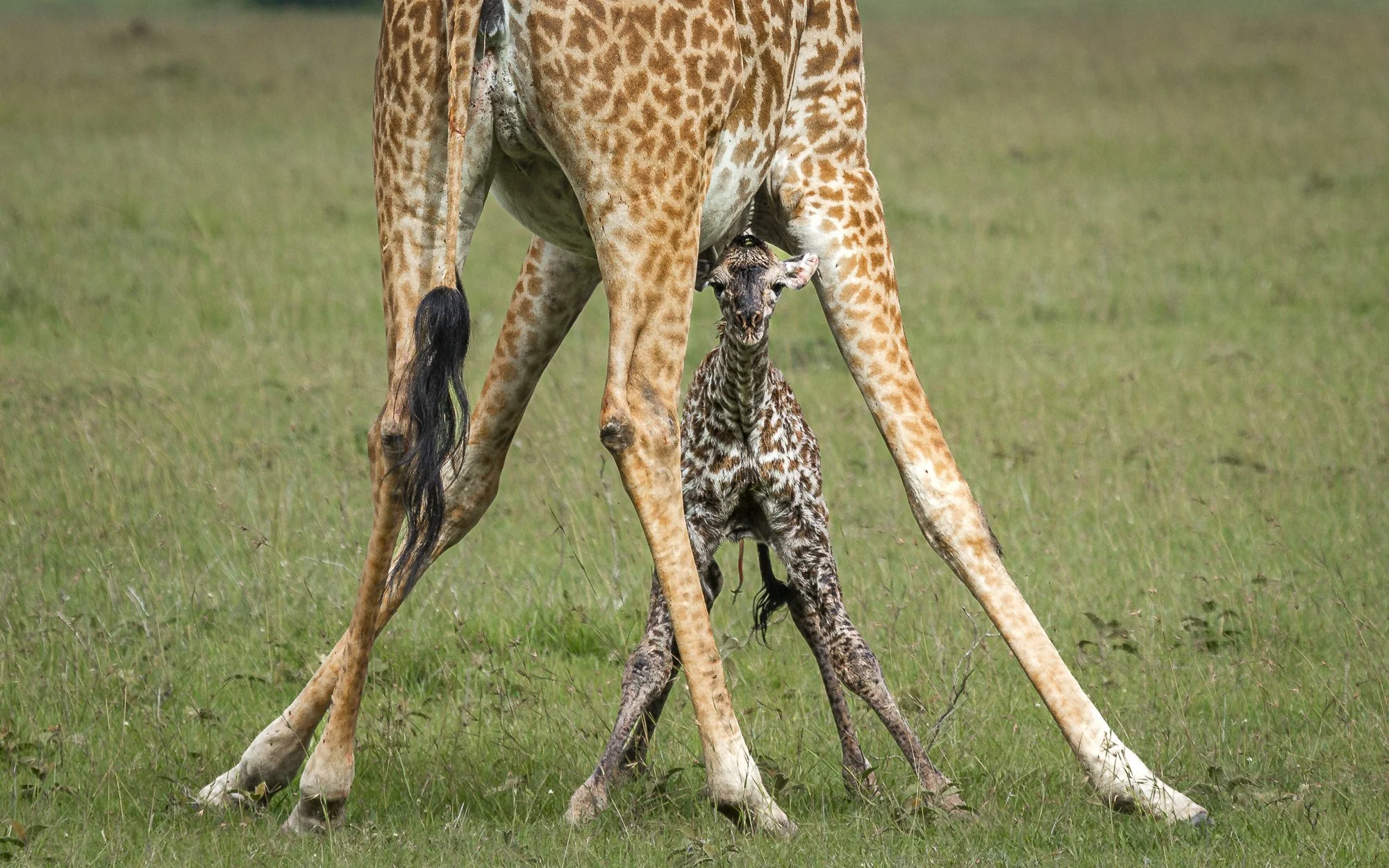 Newborn giraffe calf standing between its mother’s legs