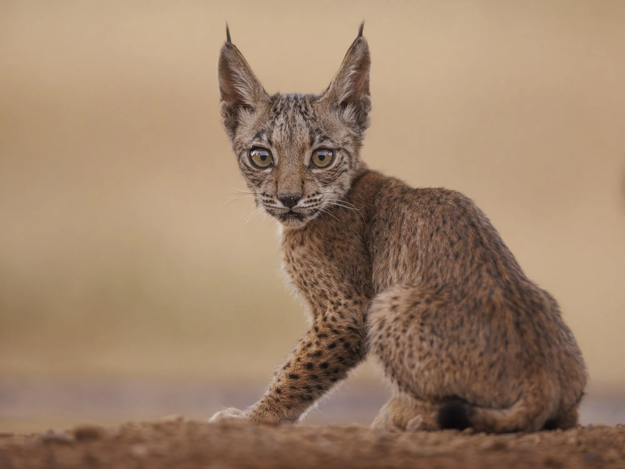 LYNX KITTEN •  Penalajo