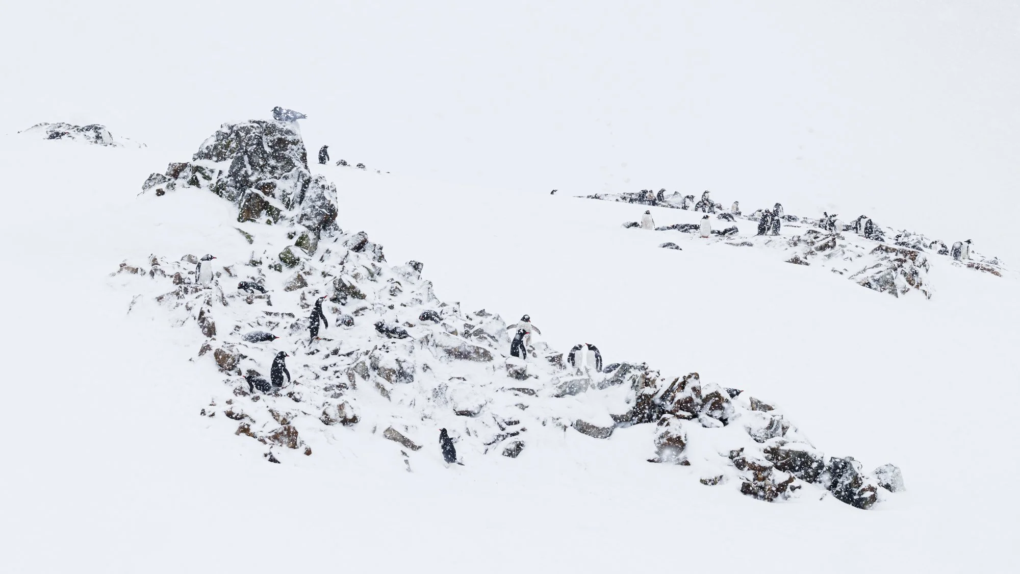 Gentoos in Winter Landscape