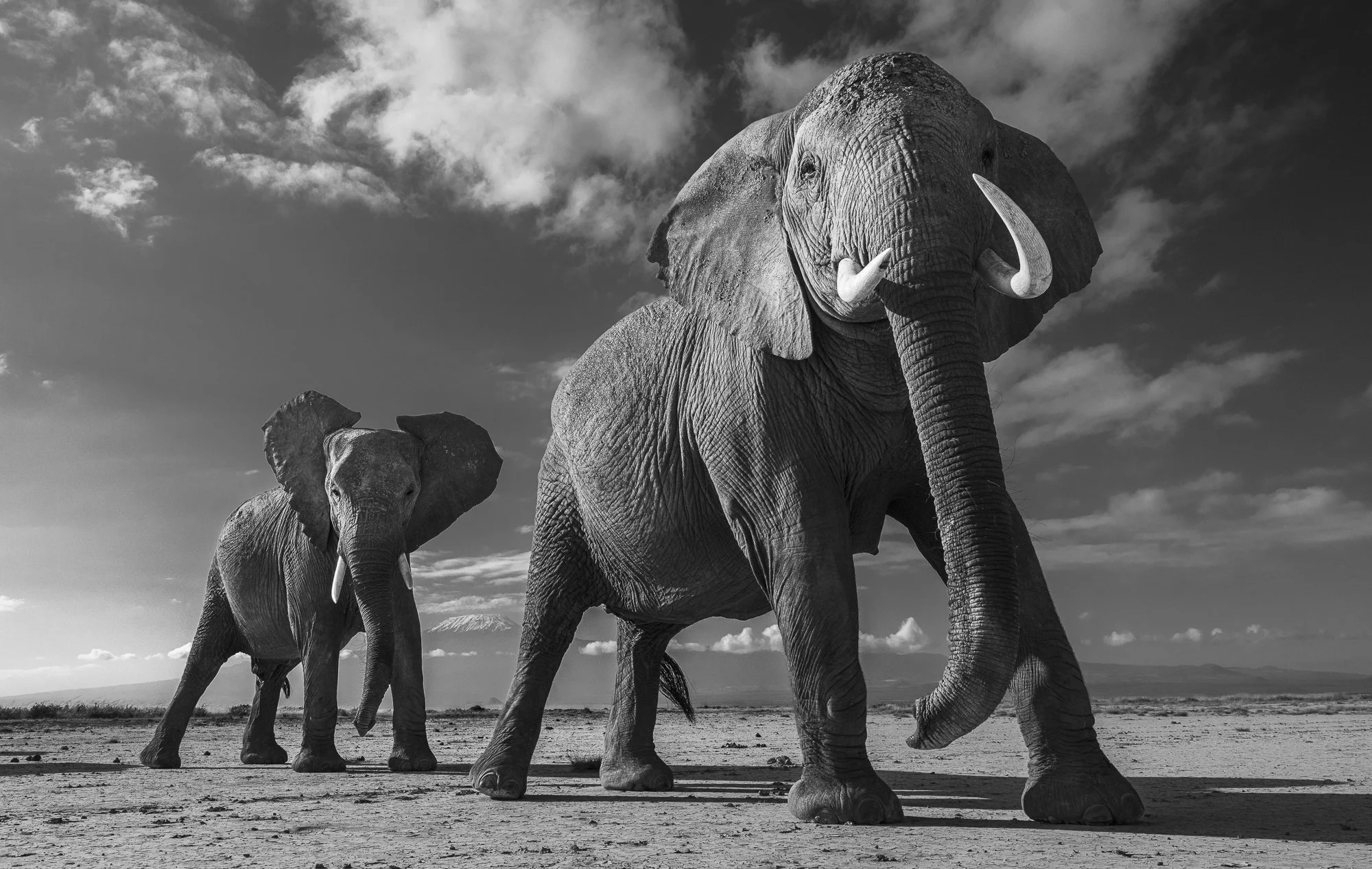 STRIKE A POSE · Amboseli