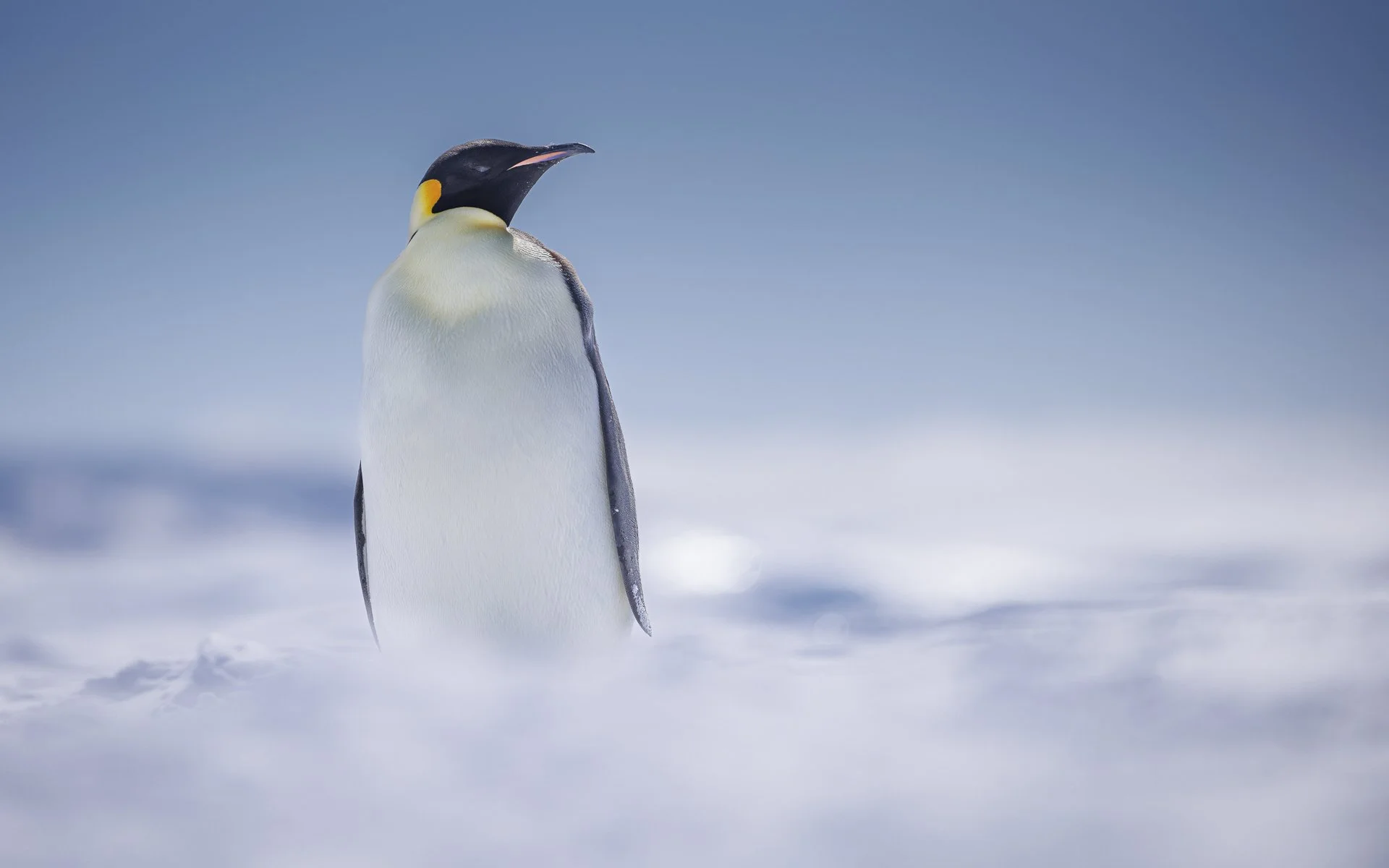 THE EMPEROR  •  Snow Hill Colony