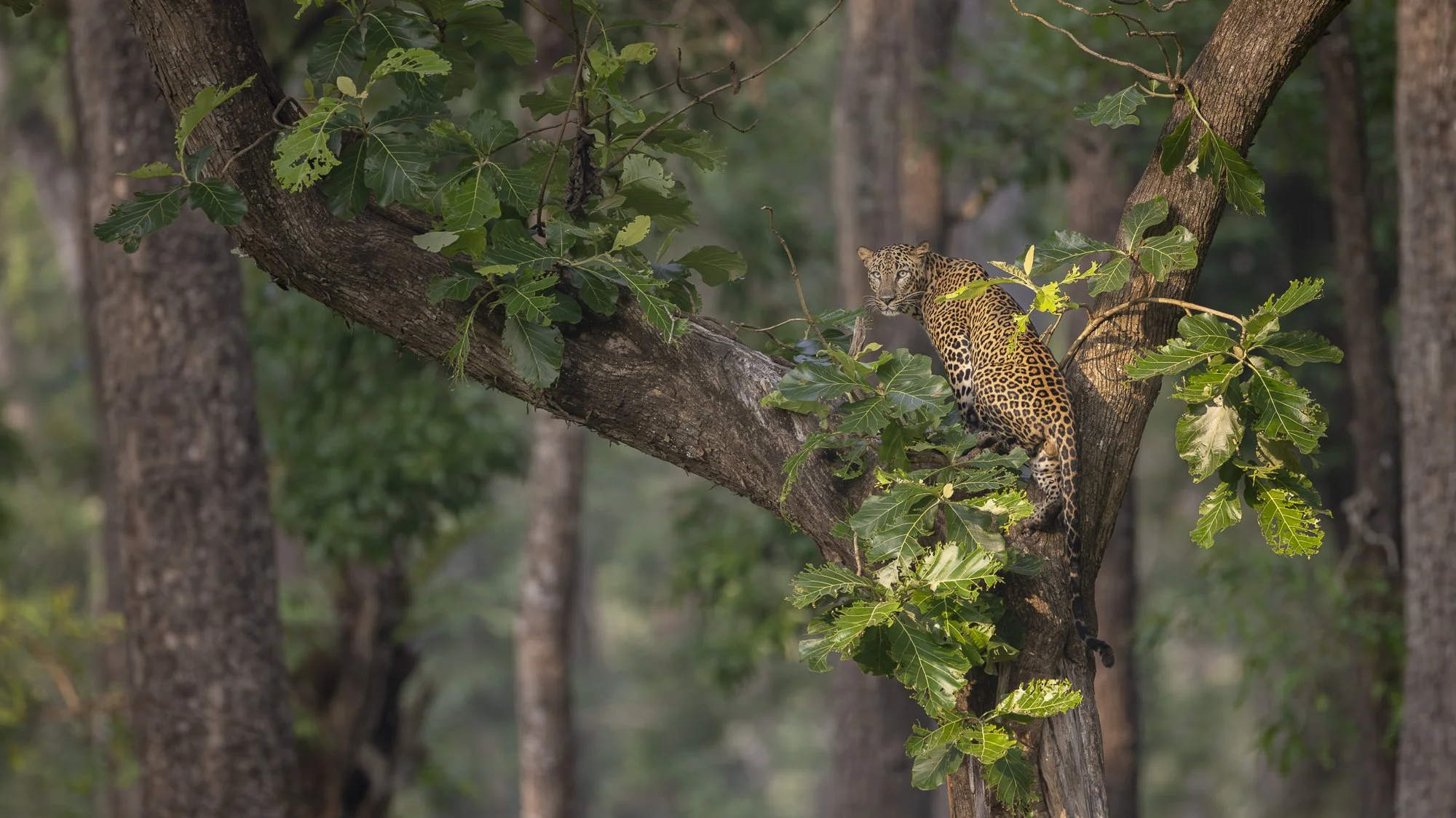 KING IN THE CANOPY •  Kabini