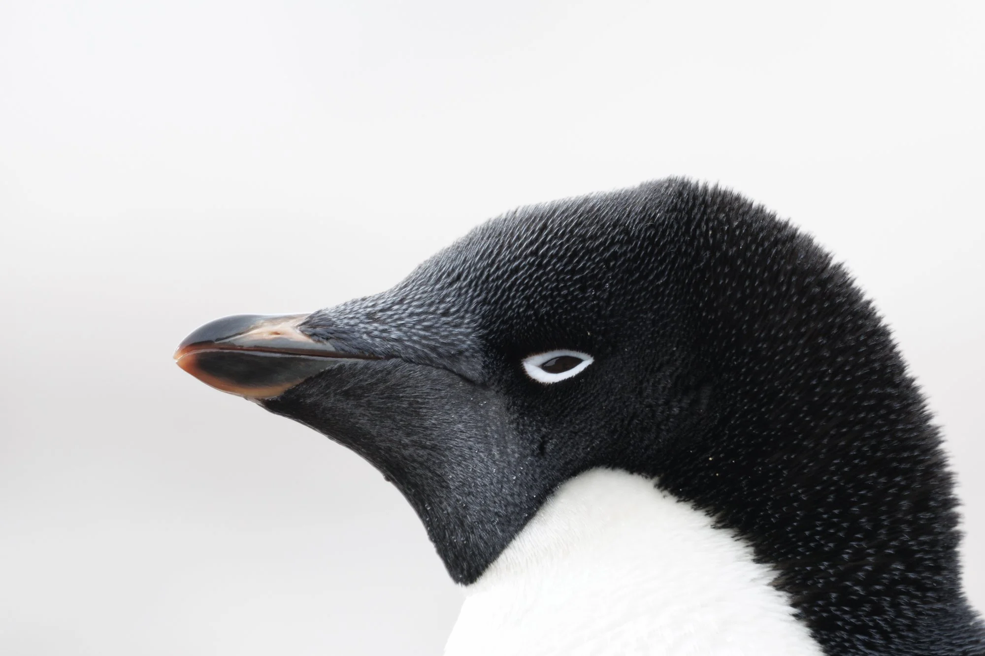 Portrait of an Adelie Penguin