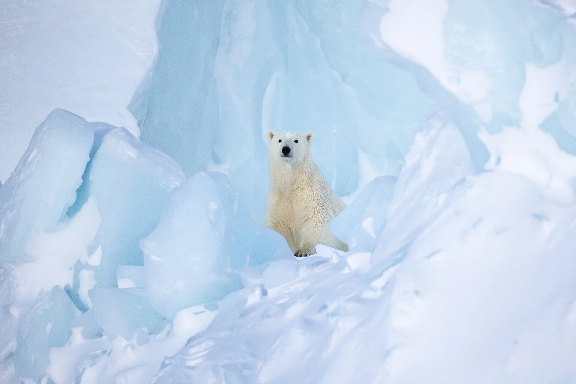 POLAR BEAR ON ICEBERG II •  Baffin Island