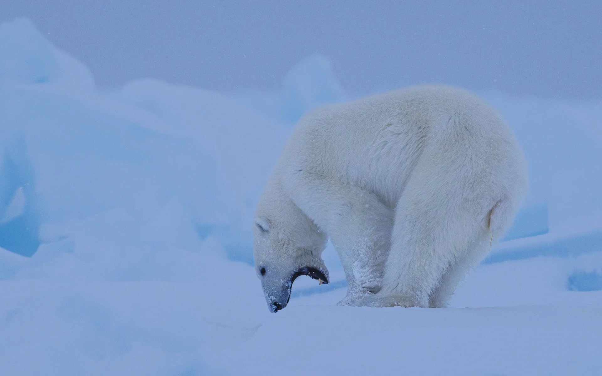 TIP OF THE ICEBERG  •  Baffin Island