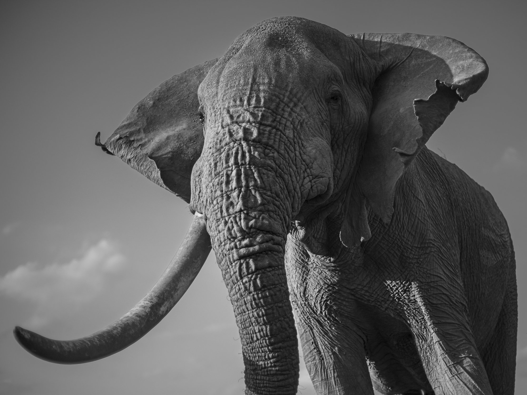 VRONSKY FROM BELOW II · Amboseli