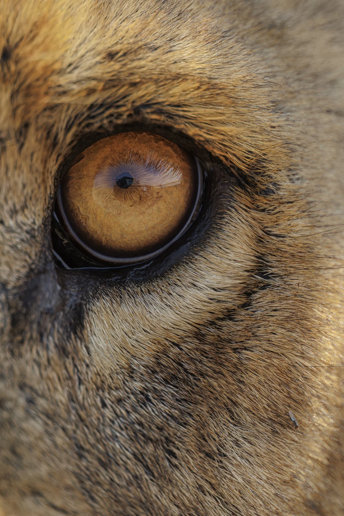 EYE CONTACT . Mokete