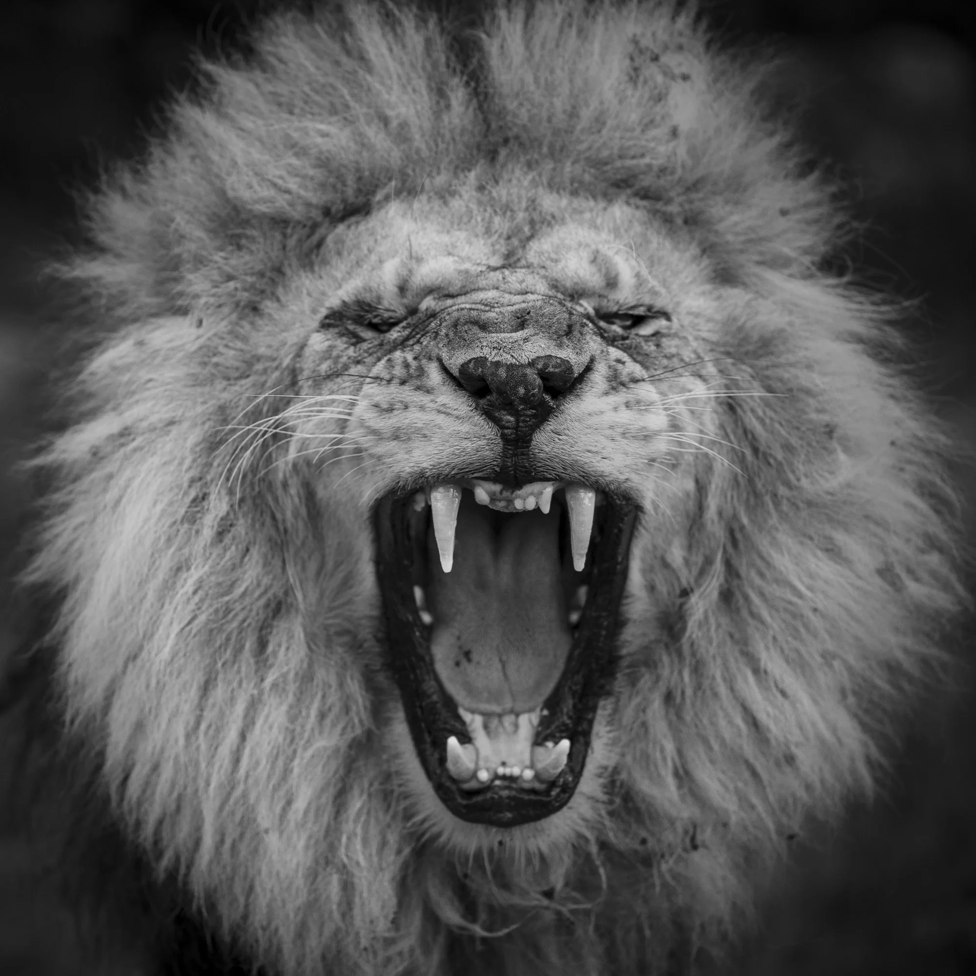 Black and white Lion portrait