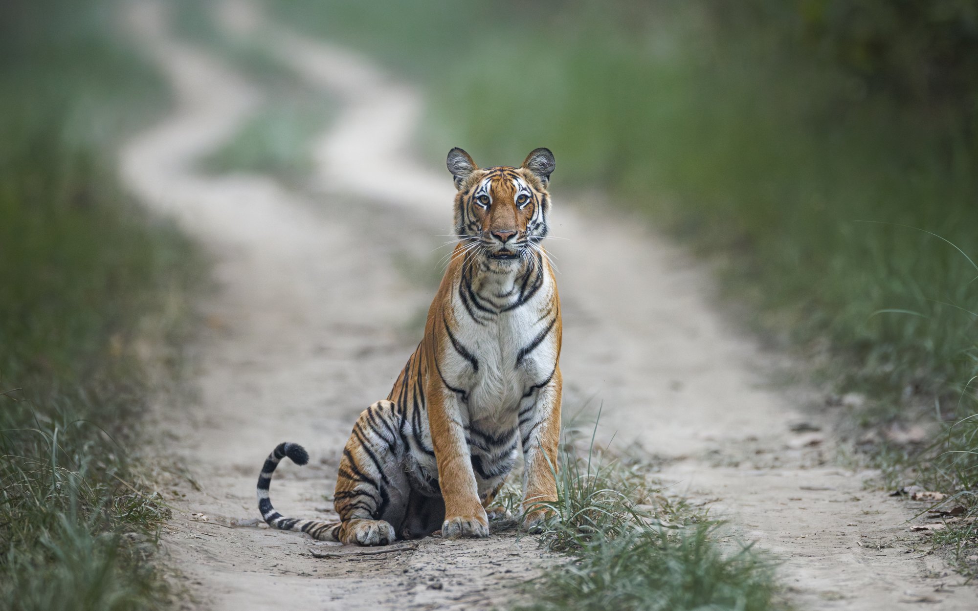 MY QUEST TO CAPTURE THE BEAUTY OF BENGAL TIGERS