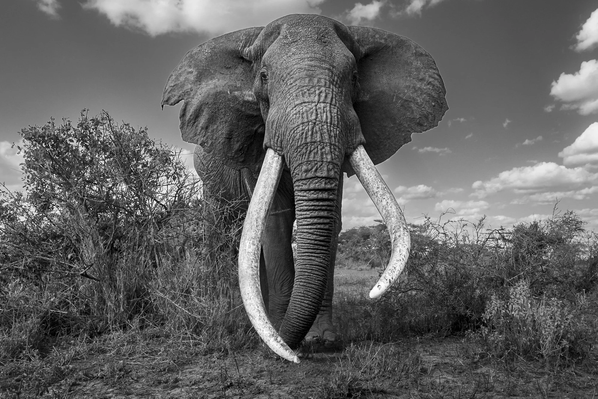 TUSKER ELEPHANT PHOTOGRAPHY: ICONIC AFRICAN GIANTS OF AMBOSELI