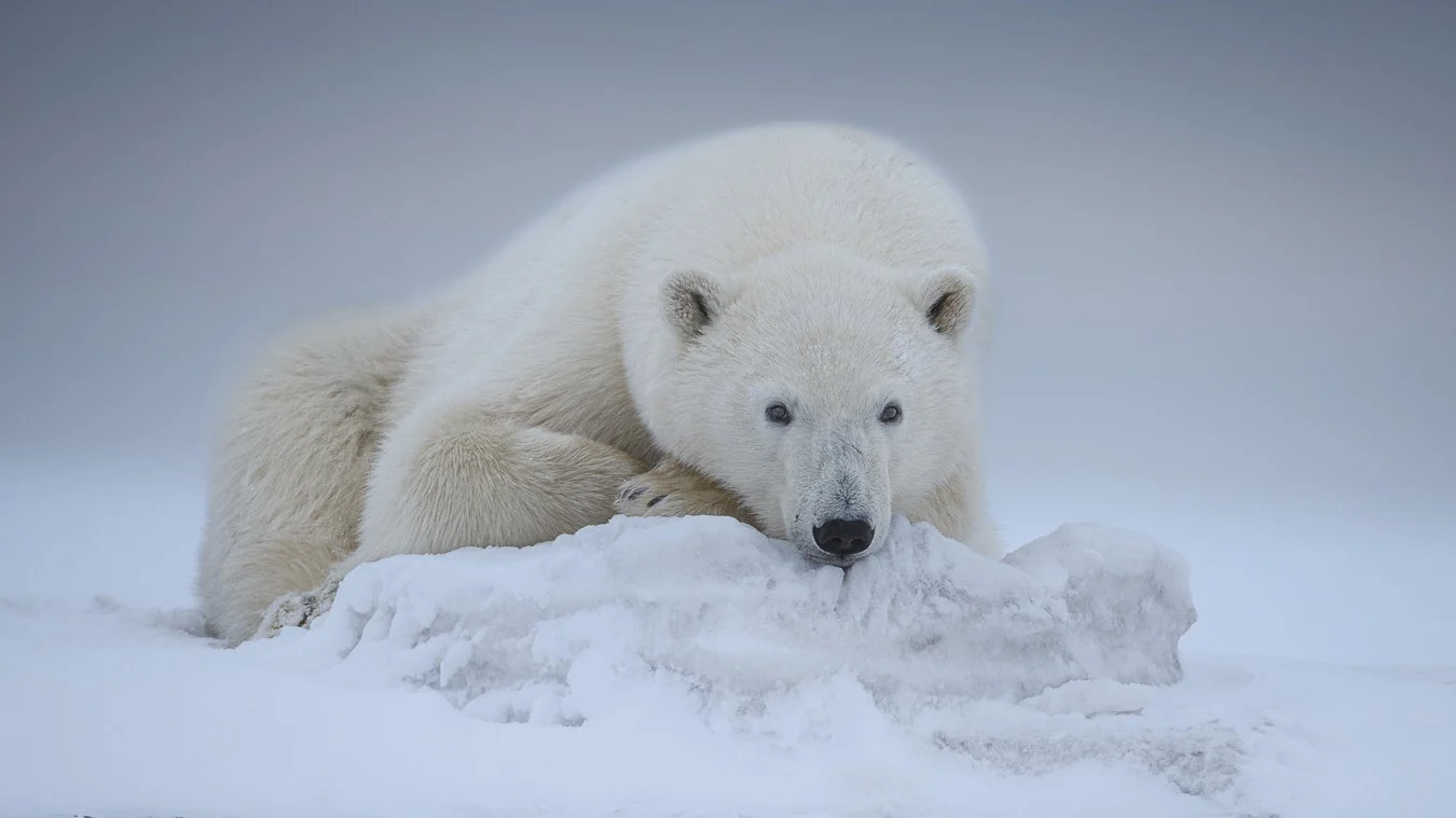 POLAR BEAR PHOTOGRAPHY-CAPTURING BEAUTY, RESILIENCE AND ARCTIC MAJESTY