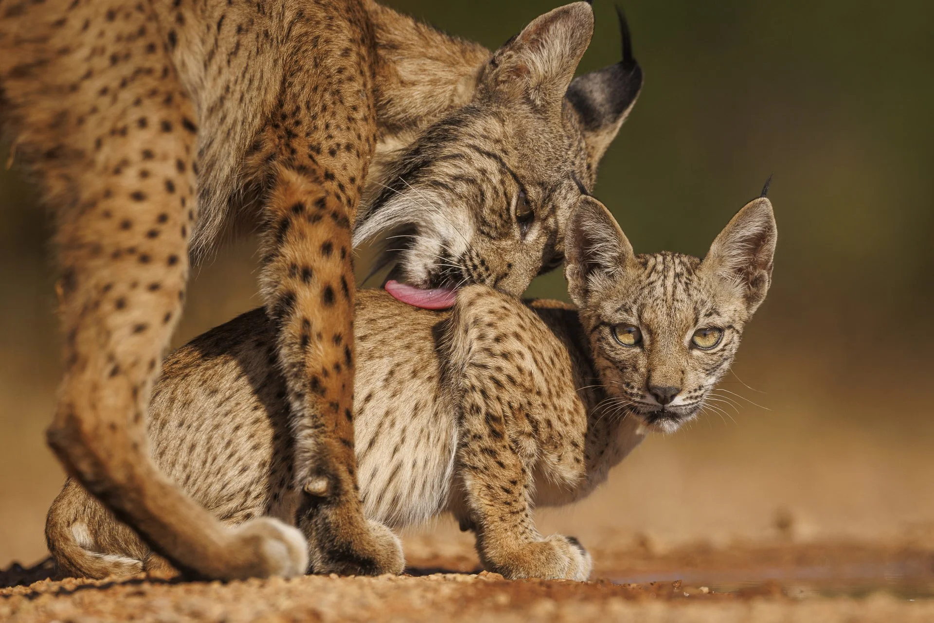 FINE ART WILDLIFE PHOTOGRAPHY: THE POWER OF EYE CONTACT IN ANIMAL PORTRAITS