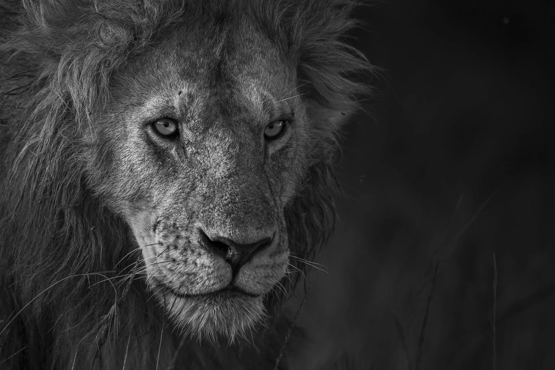 THE POWER OF BLACK AND WHITE WILDLIFE PHOTOGRAPHY TO CREATE TIMELESS IMAGES