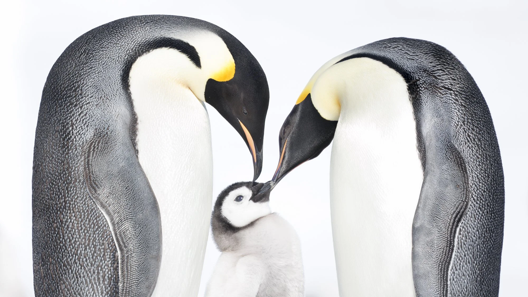 EMPEROR PENGUIN PHOTOGRAPHY AT SNOW HILL: A STORY OF SURVIVAL