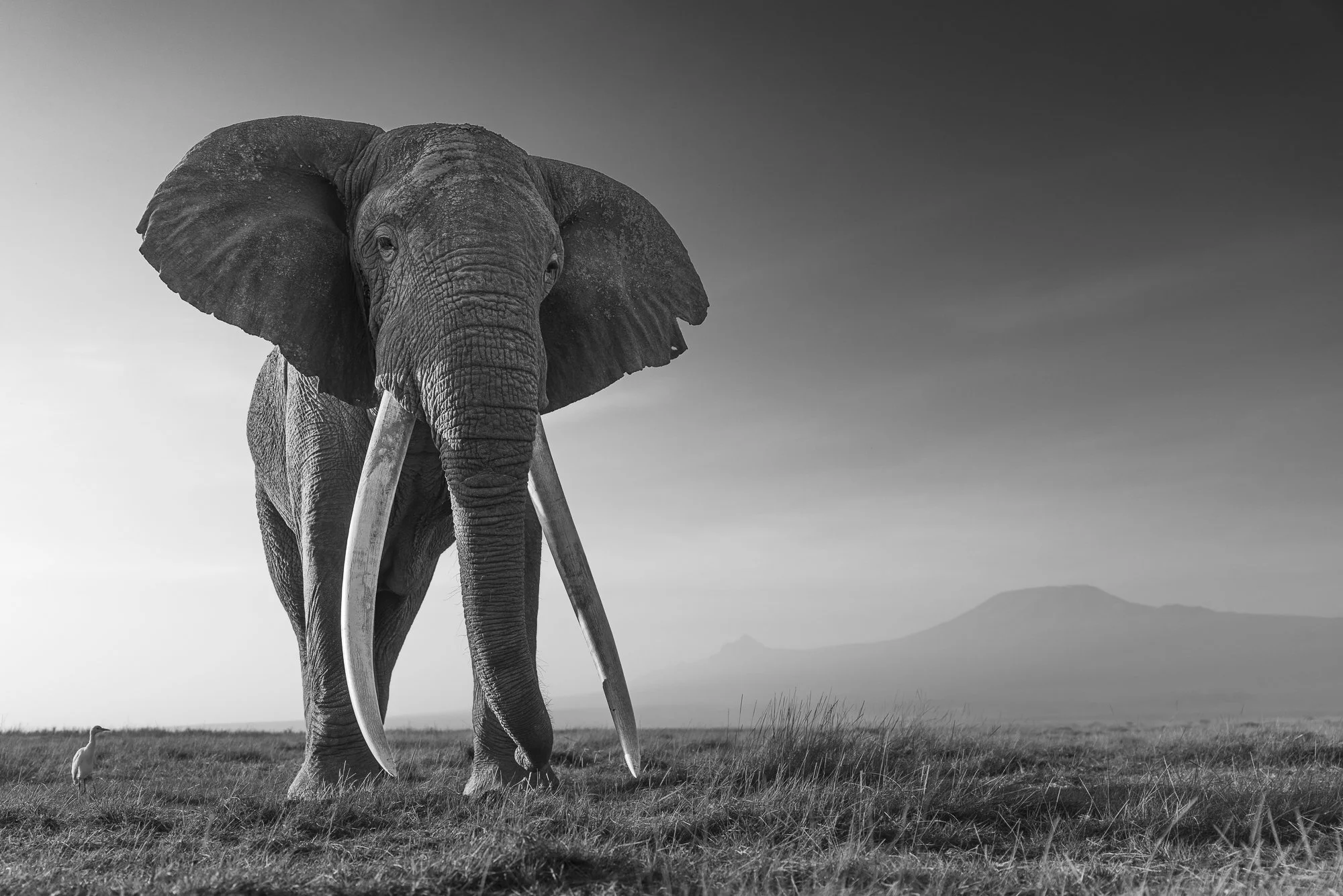 MY BEST WILDLIFE PHOTOS OF 2025: PART TWO