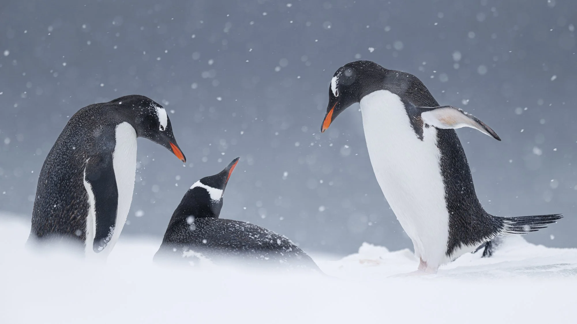 PHOTOGRAPHING PENGUINS OF ANTARCTICA: Stories and Photos of Adelies, Chinstraps &amp; Gentoo Penguins