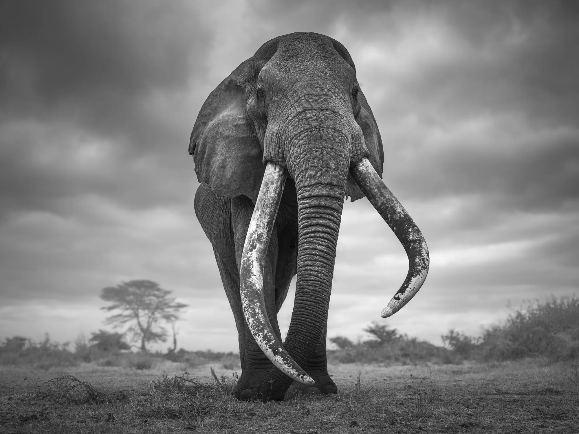 SUPER TUSKER PHOTOGRAPHY: MY PHOTO JOURNEY WITH CRAIG, VRONSKY AND MICHAEL