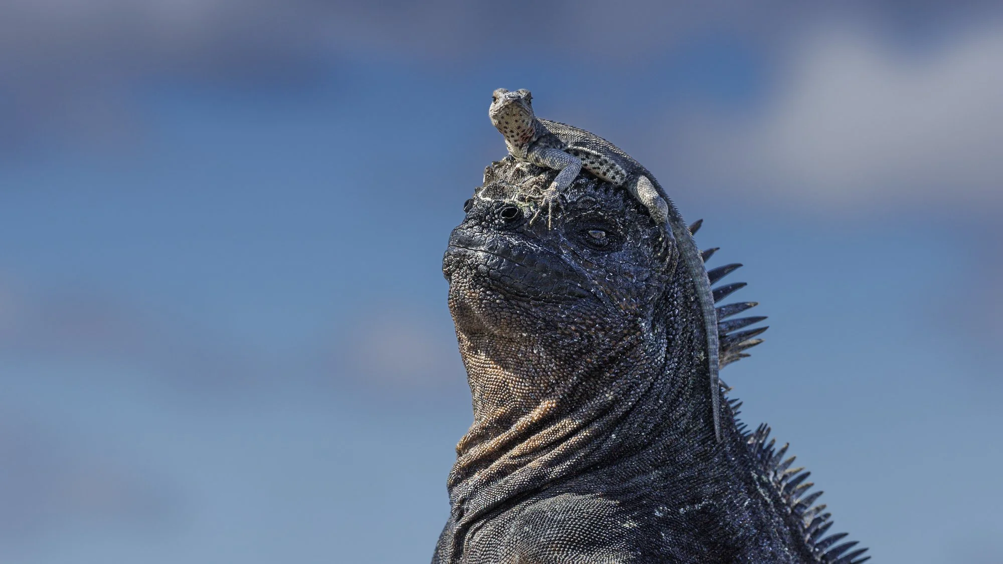 HOW TO PHOTOGRAPH GALAPAGOS ISLANDS WILDLIFE