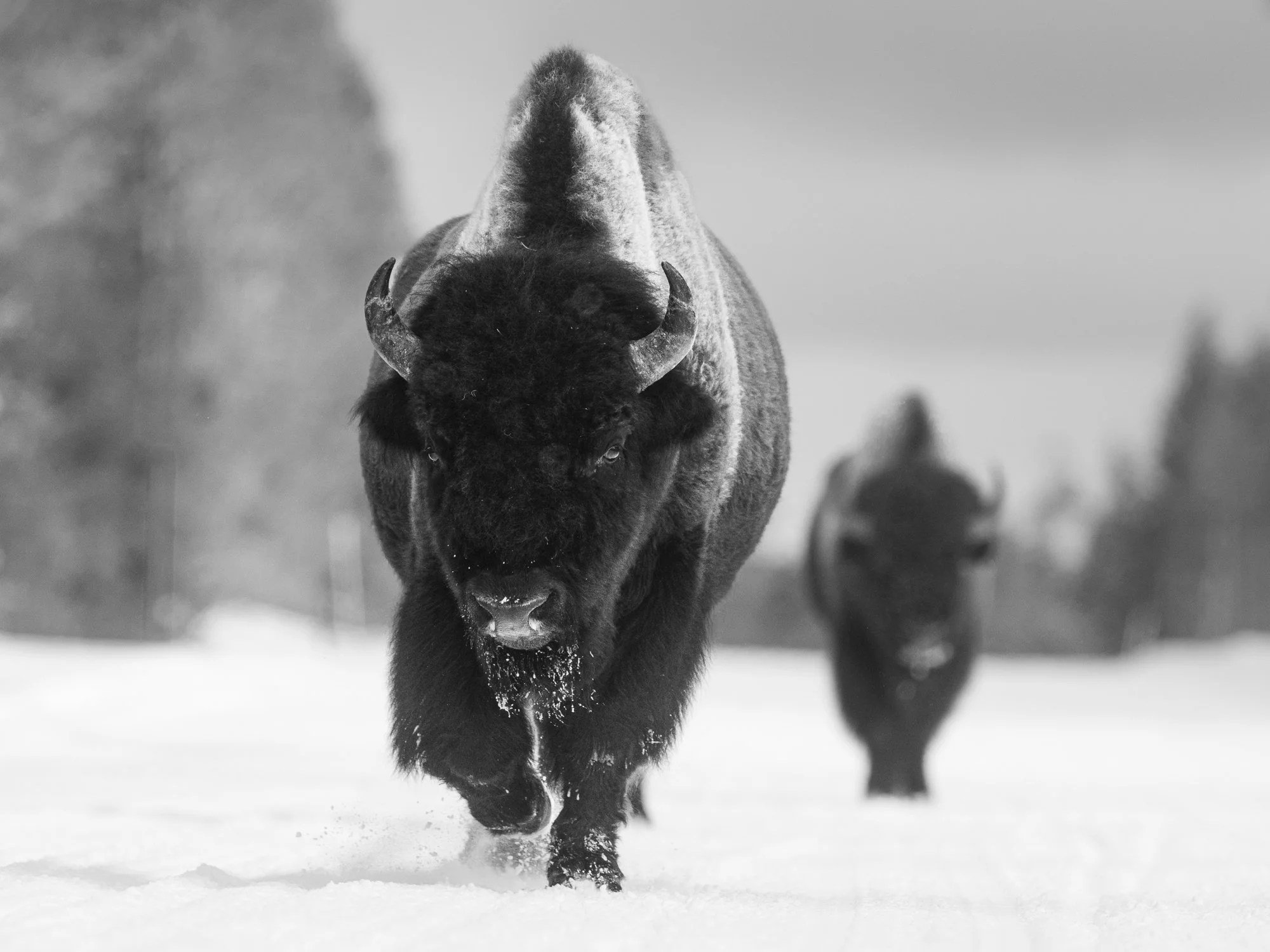American Bison icon of Yellowstone
